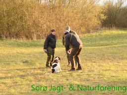 Hundetræning forår 2017